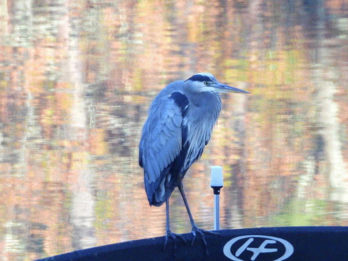 Great Blue Heron - ML646077956