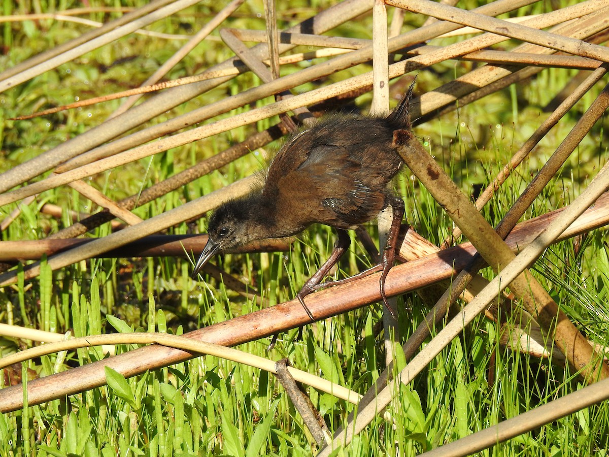 Kurşuni Sukılavuzu - ML646077957