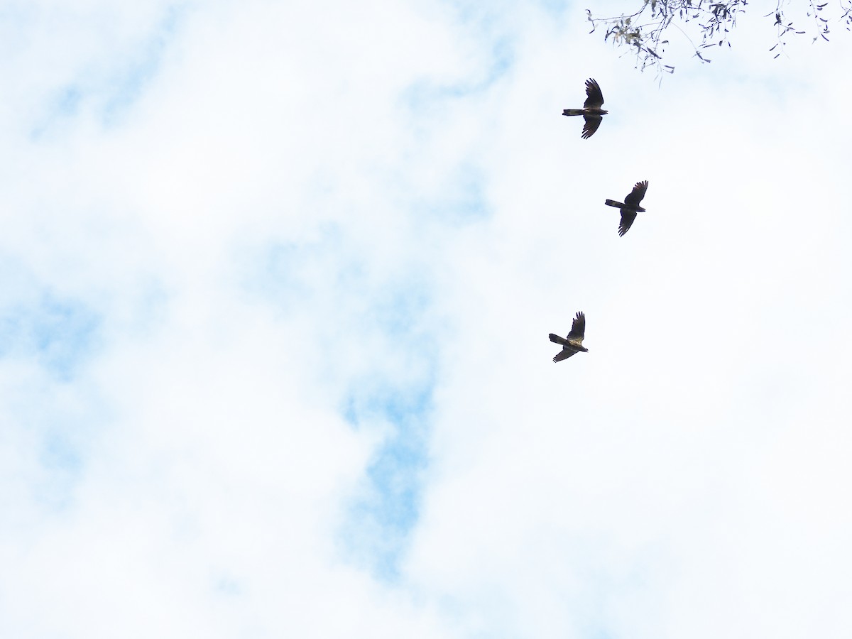 Yellow-tailed Black-Cockatoo - ML646077959