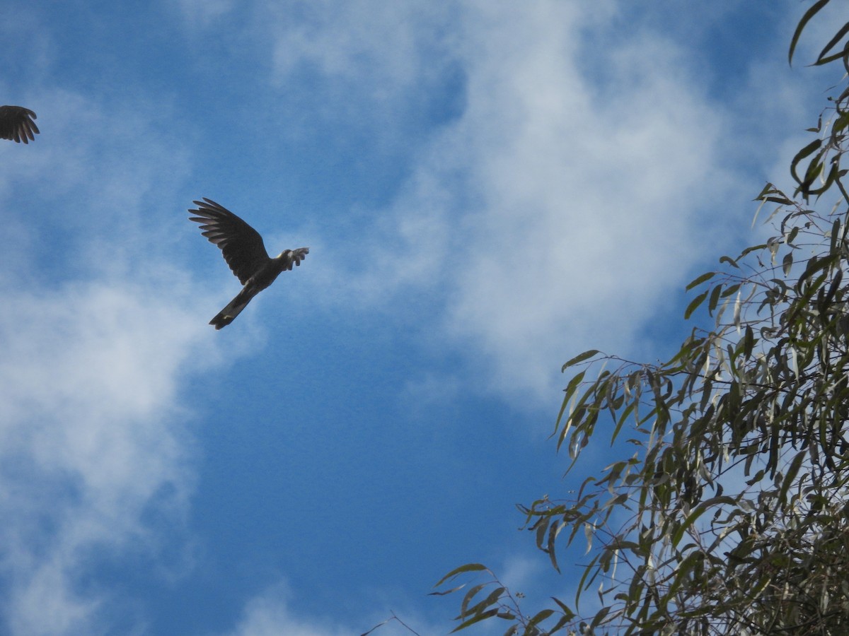 Yellow-tailed Black-Cockatoo - ML646077960