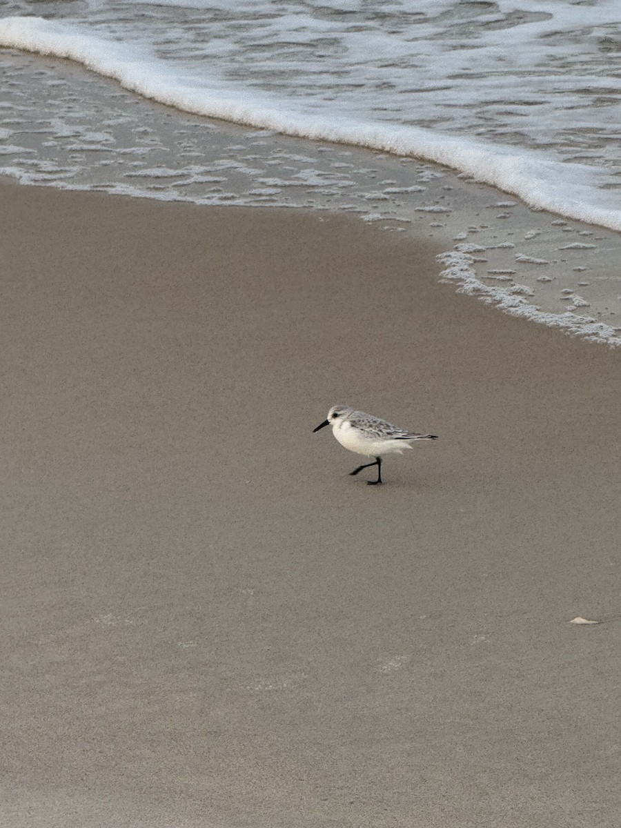 Sanderling - ML646077963