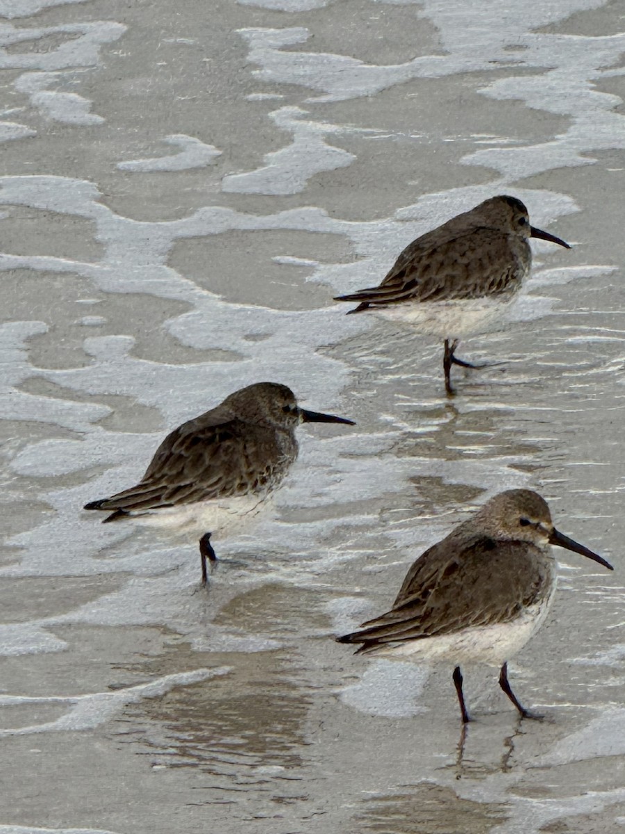 Dunlin - ML646077965