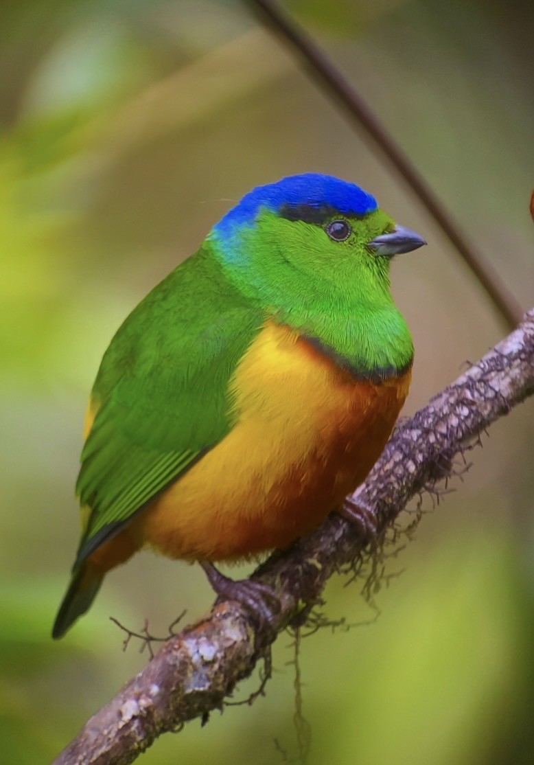 Chestnut-breasted Chlorophonia - ML646077971