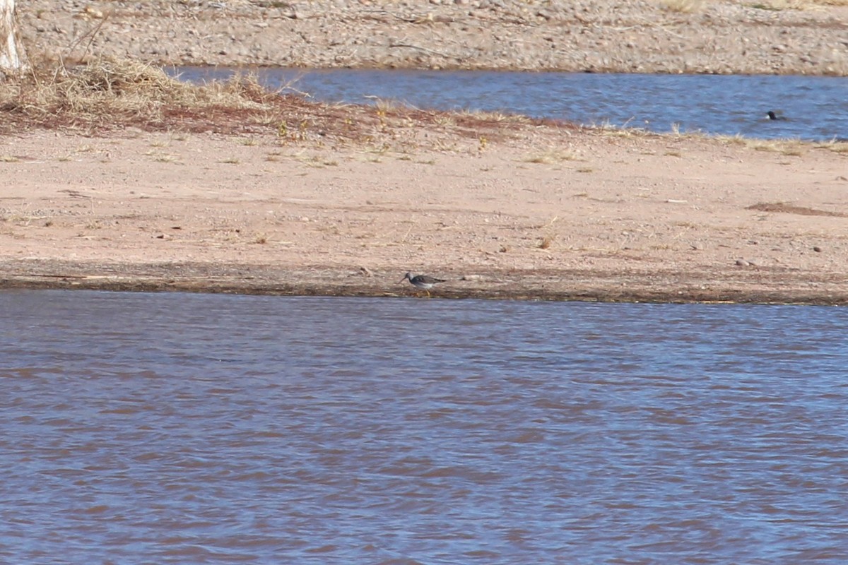 Greater Yellowlegs - ML646077973