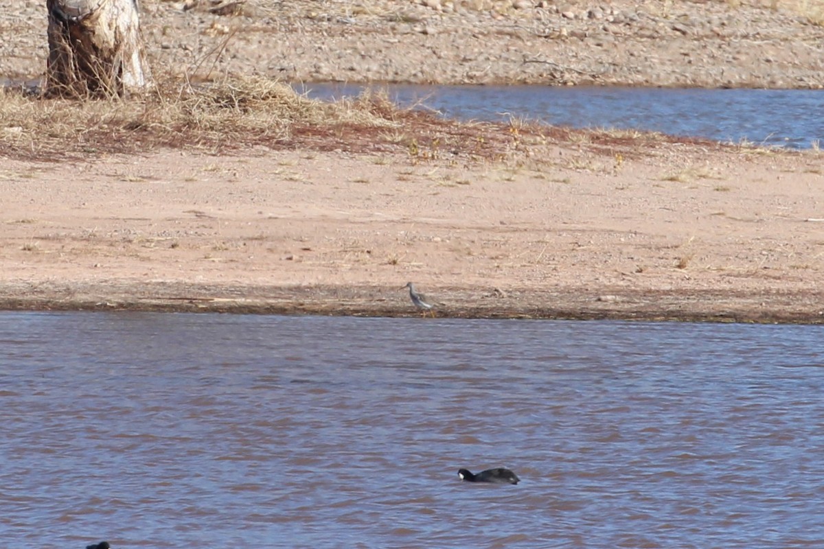 Greater Yellowlegs - ML646077974