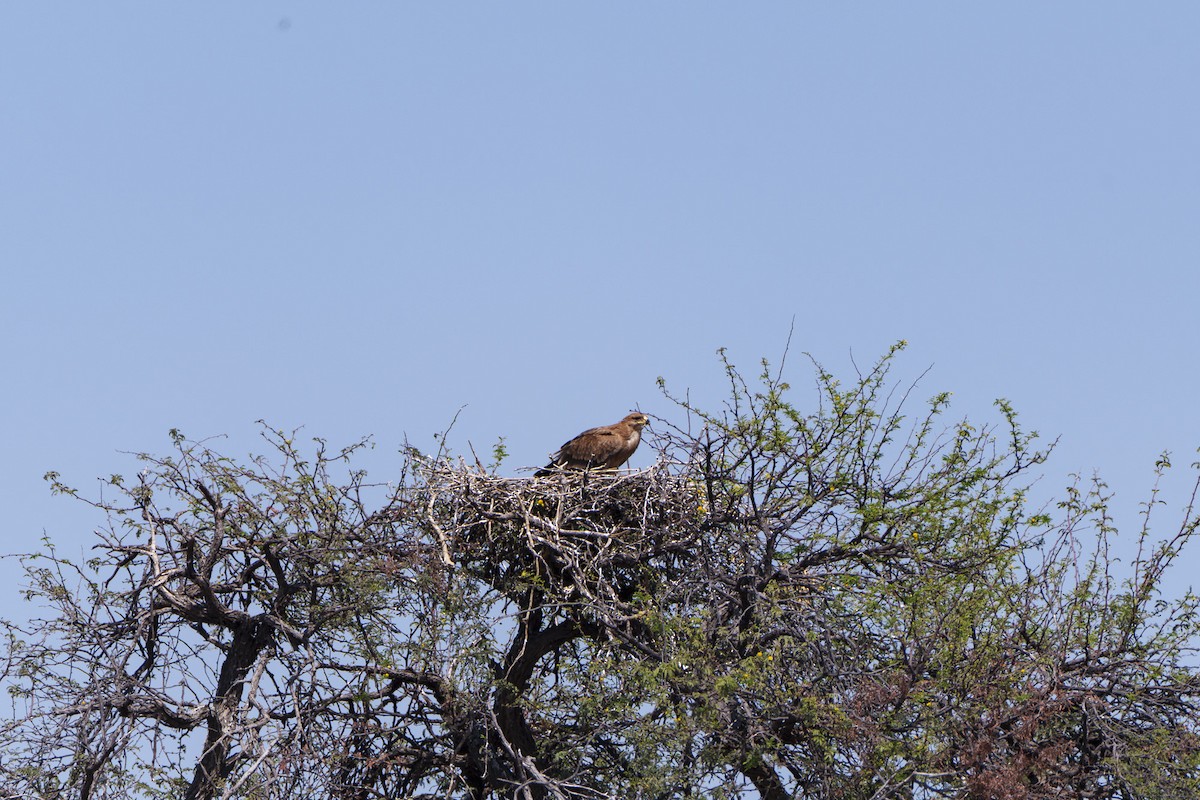 Tawny Eagle - ML646077975