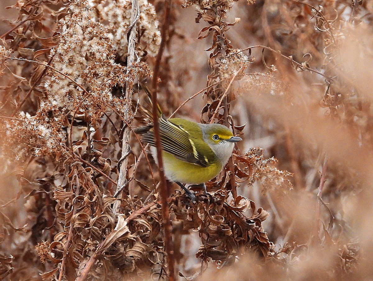 zelenáček bělooký - ML646077988