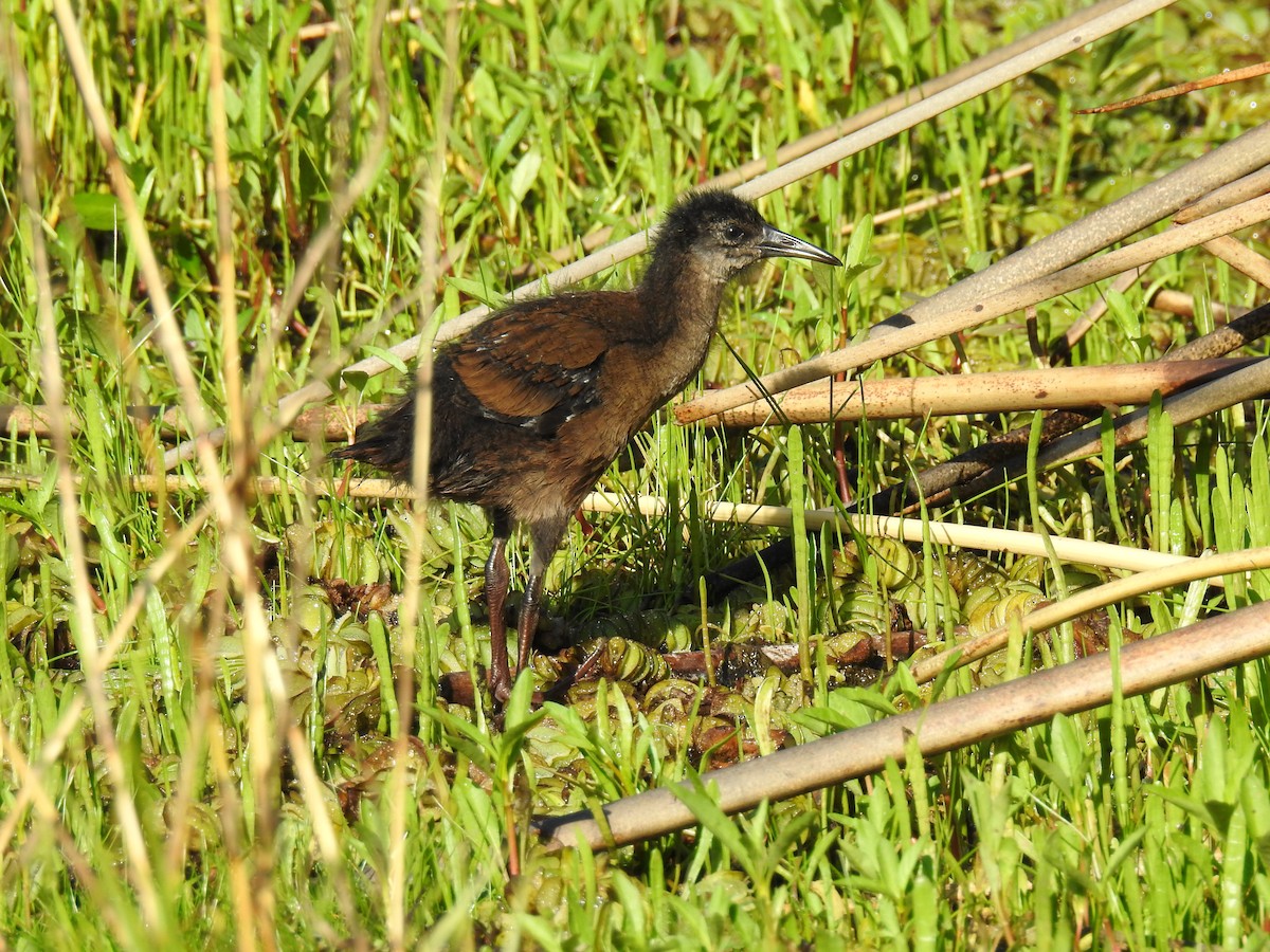 Kurşuni Sukılavuzu - ML646077992