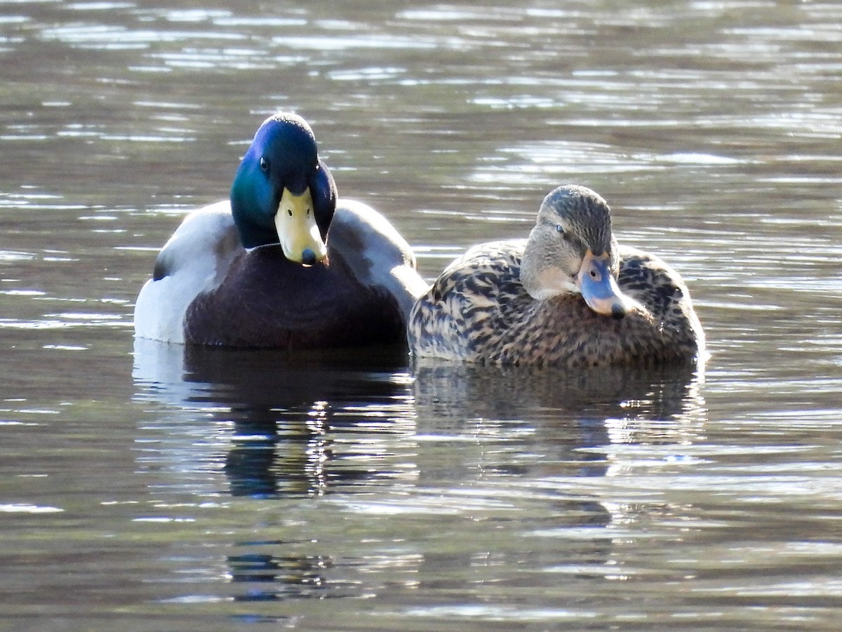 Mallard - ML646078013