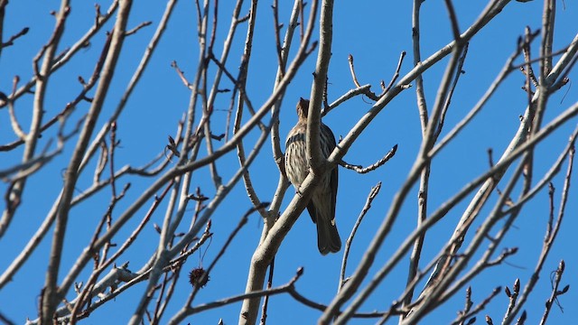 Australasian Figbird - ML646078014
