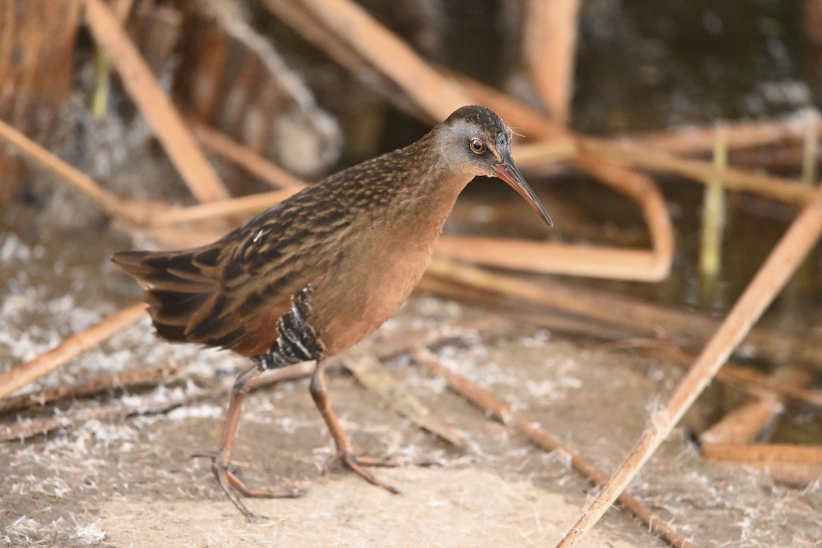 Пастушок віргінський - ML646078016
