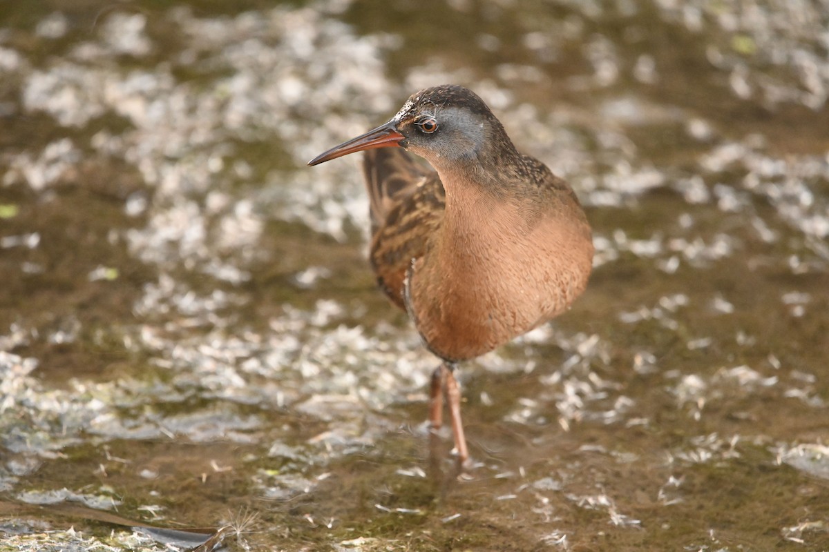 Пастушок віргінський - ML646078019