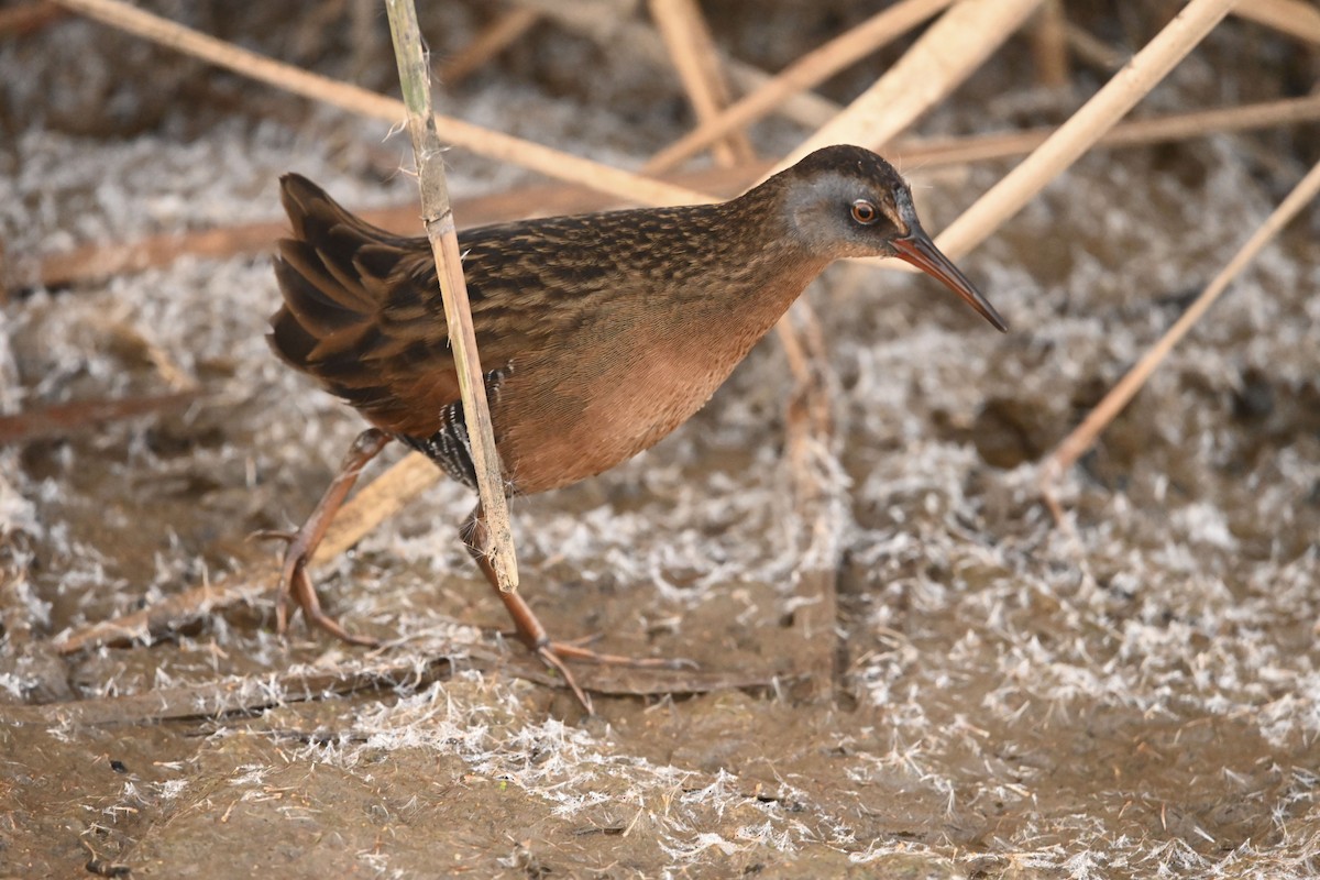 Пастушок віргінський - ML646078020