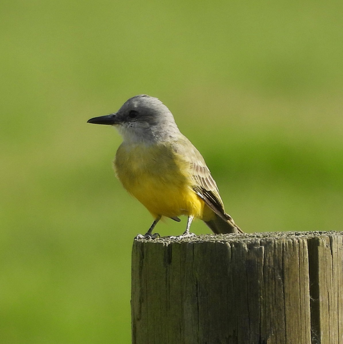 Tropical Kingbird - ML646078025