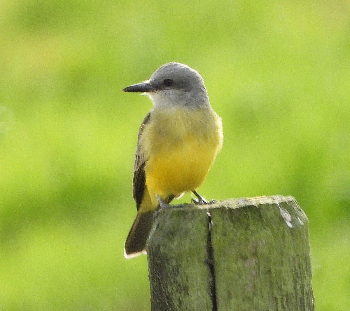 Tropical Kingbird - ML646078026
