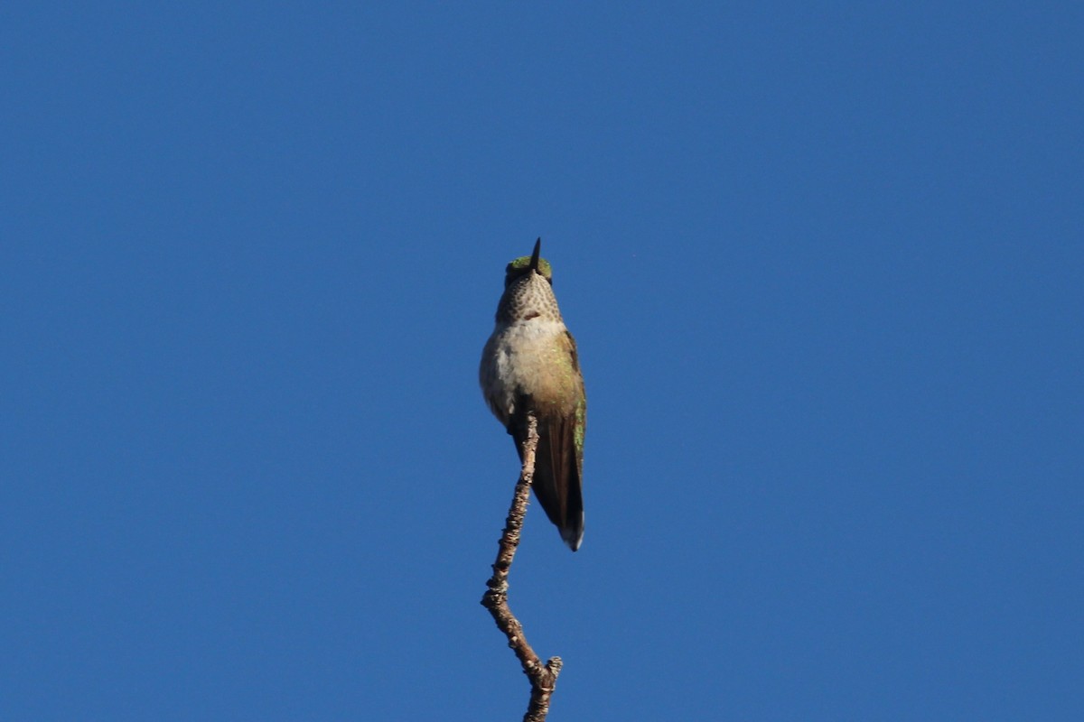 Broad-tailed Hummingbird - ML646078027