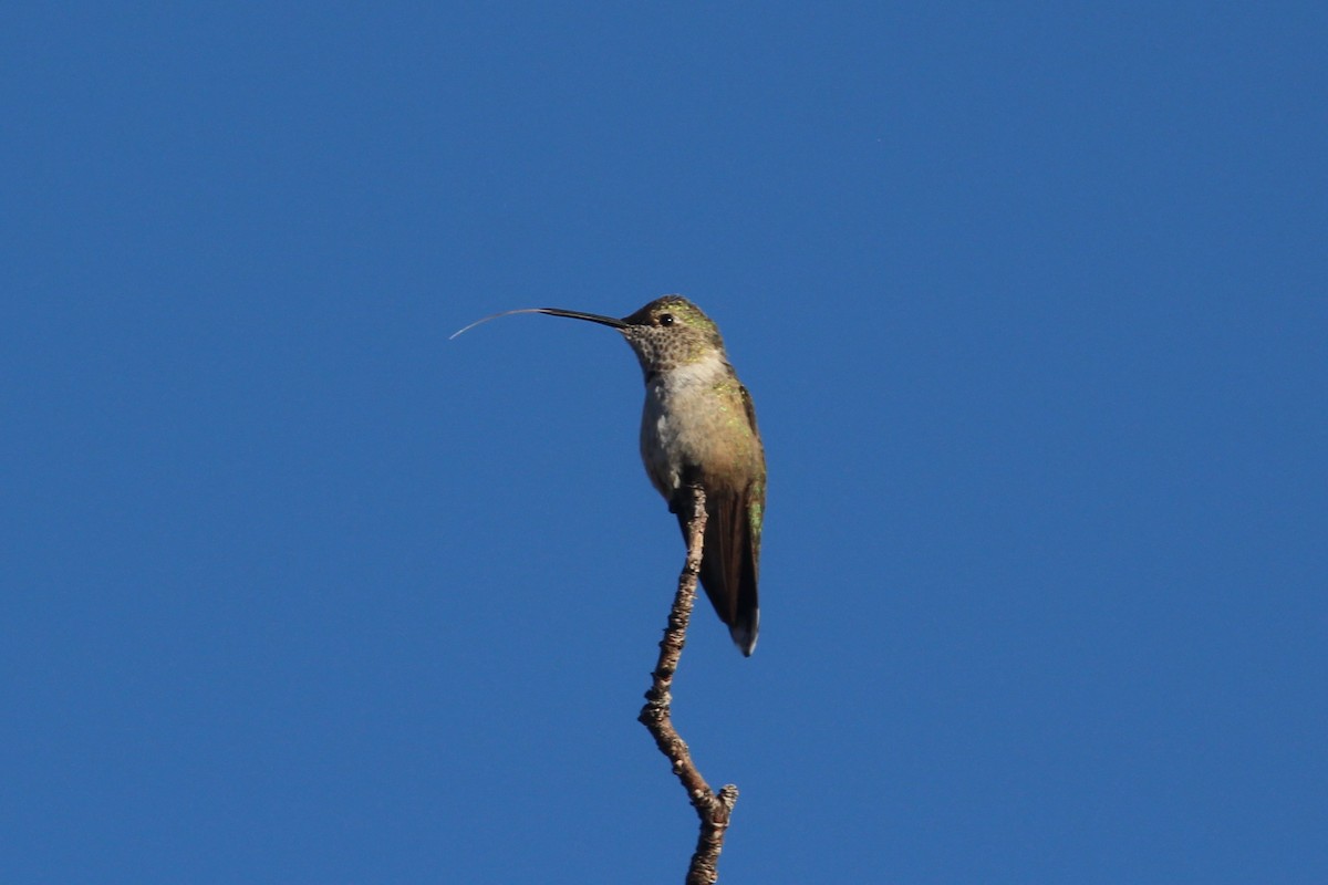 Broad-tailed Hummingbird - ML646078028