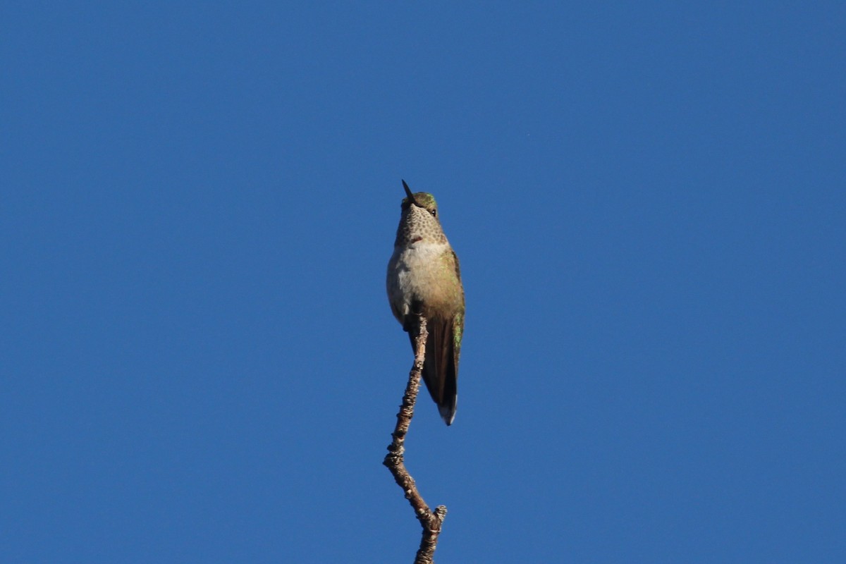 Broad-tailed Hummingbird - ML646078029