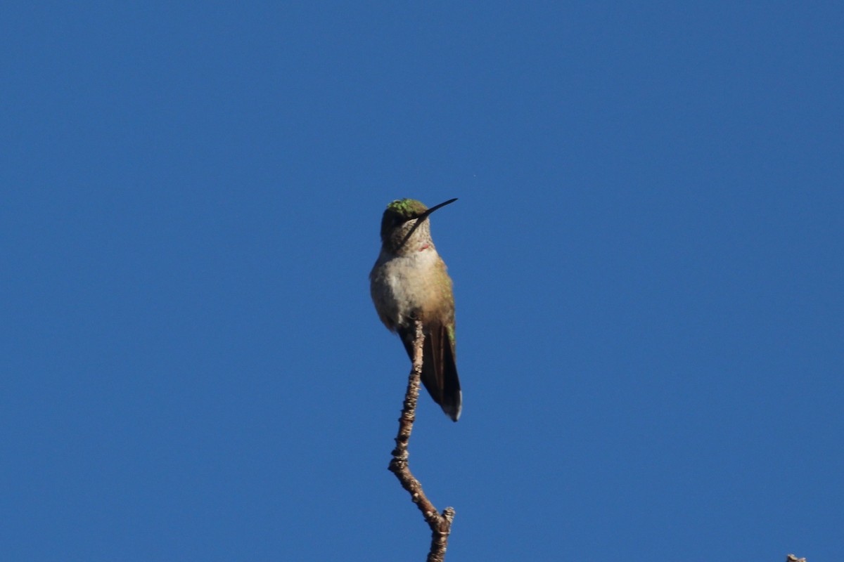 Broad-tailed Hummingbird - ML646078030