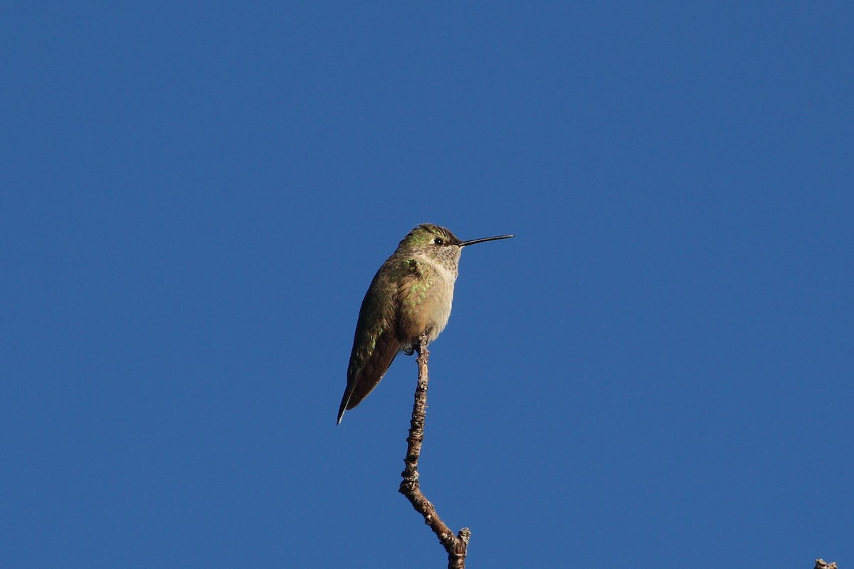 Broad-tailed Hummingbird - ML646078031
