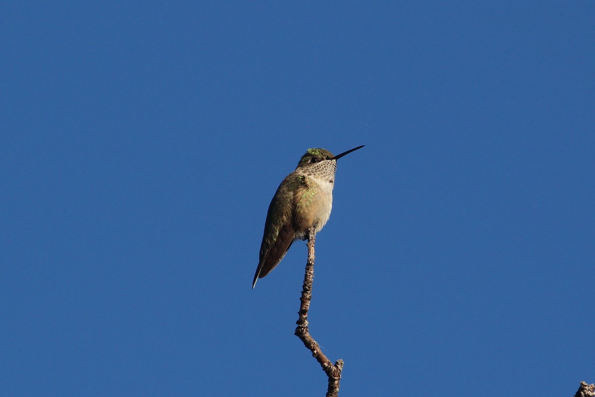 Broad-tailed Hummingbird - ML646078032