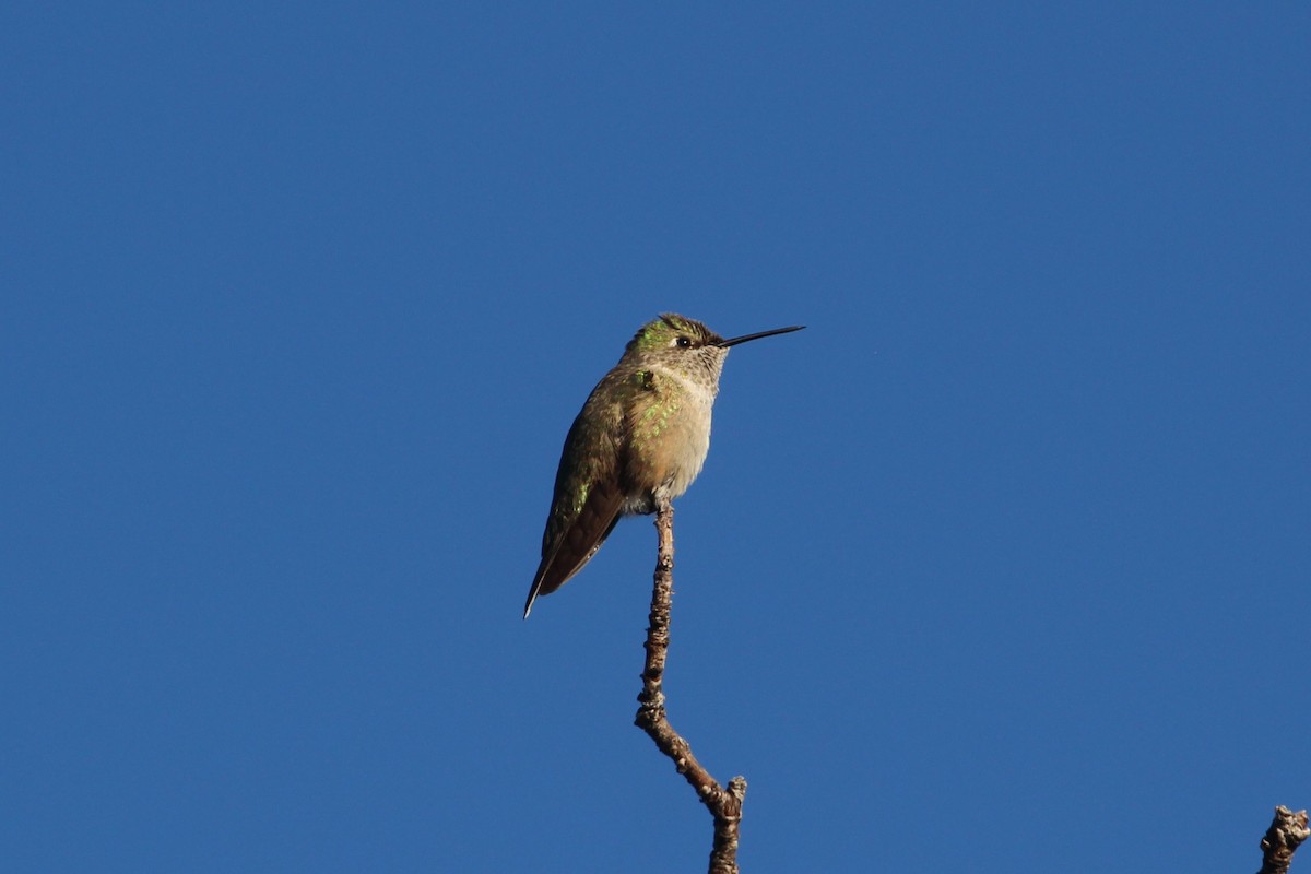 Broad-tailed Hummingbird - ML646078033