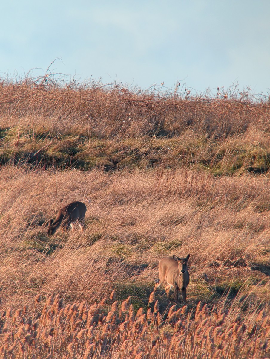 Northern White-tailed Deer - ML646078035