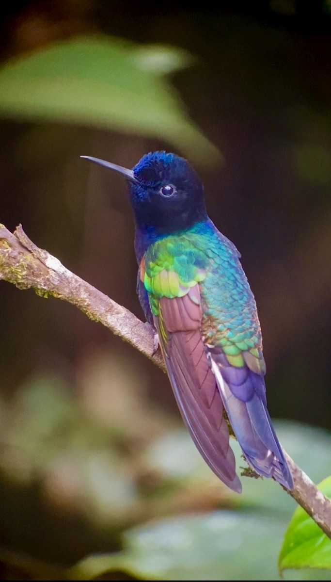 Velvet-purple Coronet - ML646078036