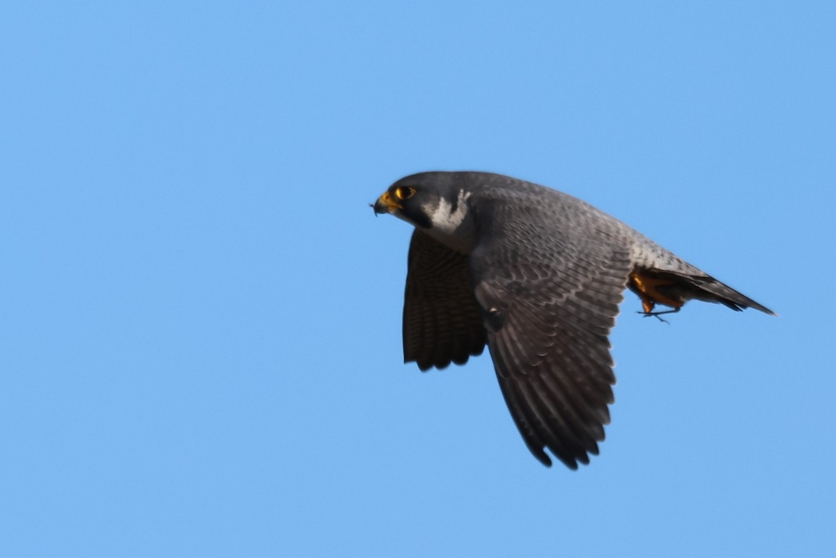 遊隼 - ML646078045