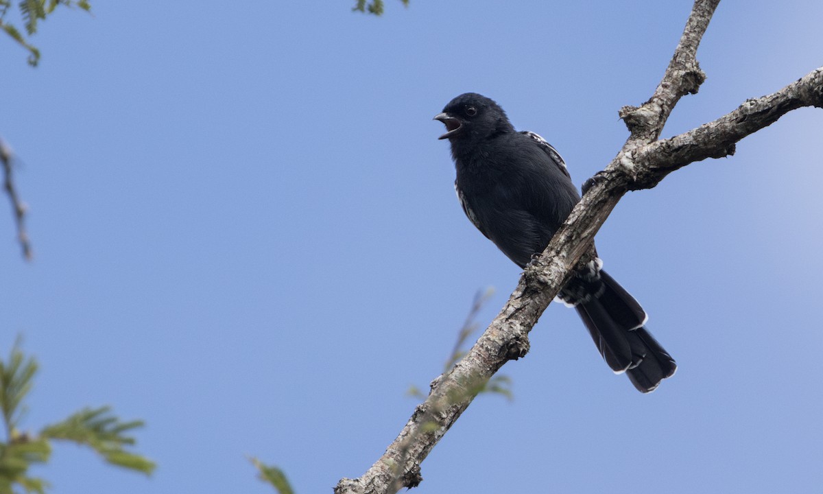 sotmeis - ML646078046