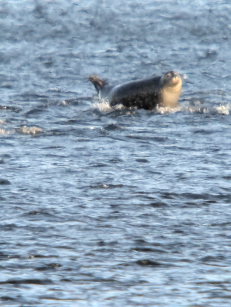 Atlantic Harbor Seal - ML646078051
