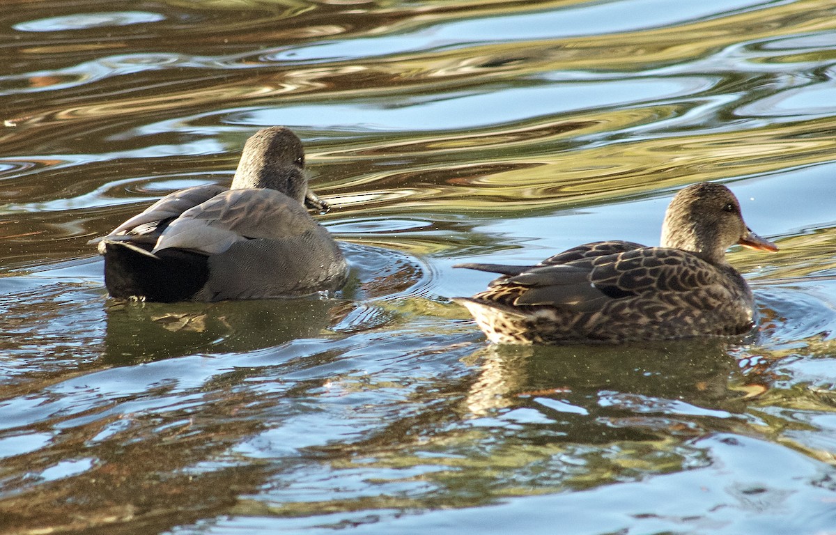 Серая утка - ML646078055