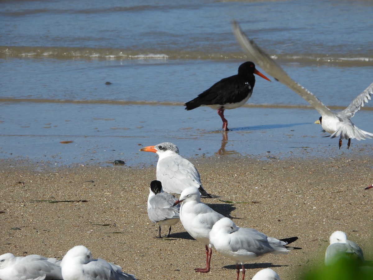 Hazar Sumrusu - ML646078058