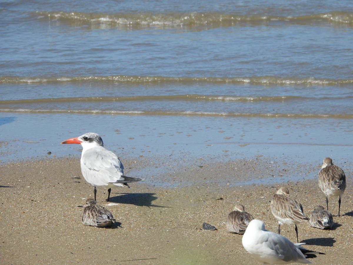 Hazar Sumrusu - ML646078059