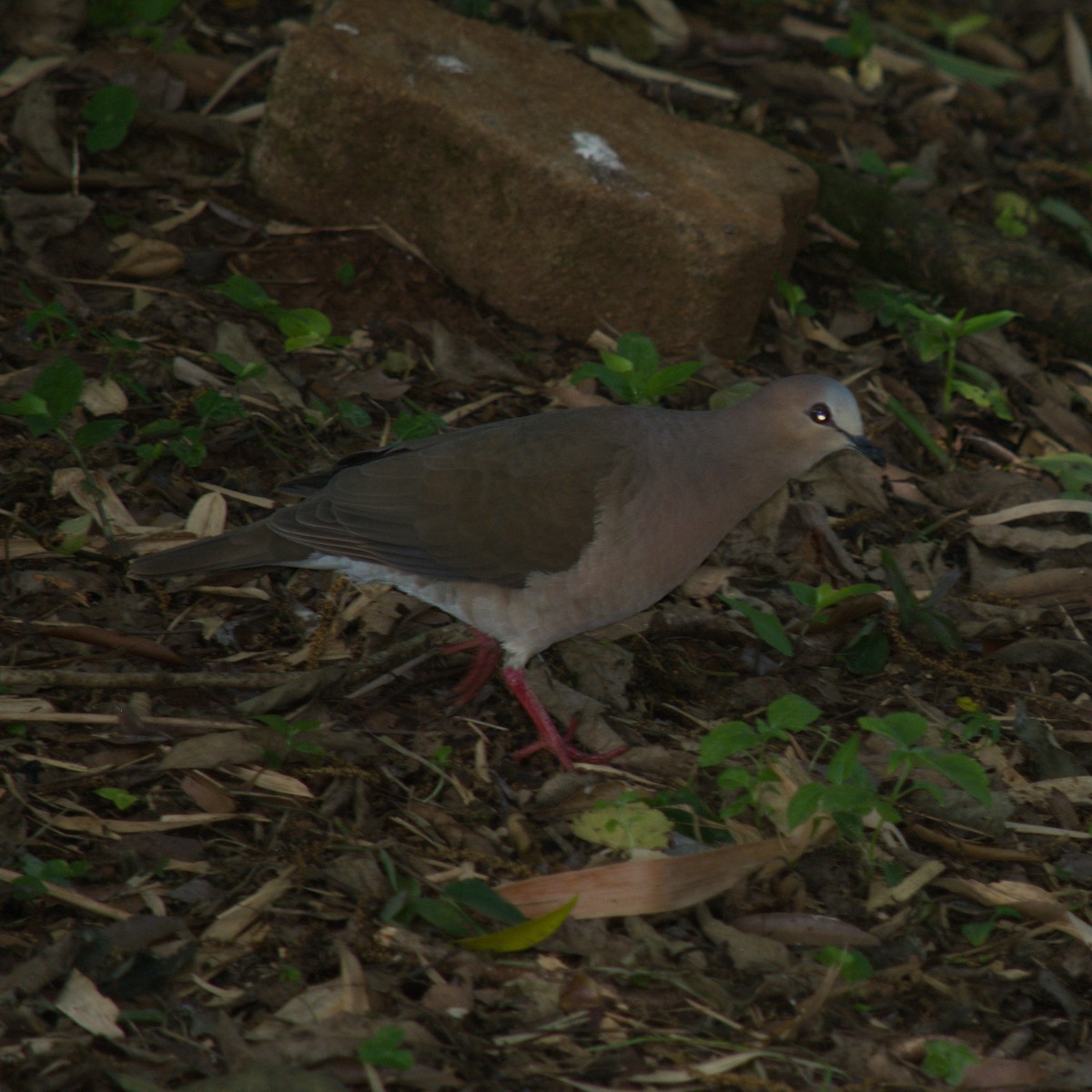 Gray-fronted Dove - ML646078060