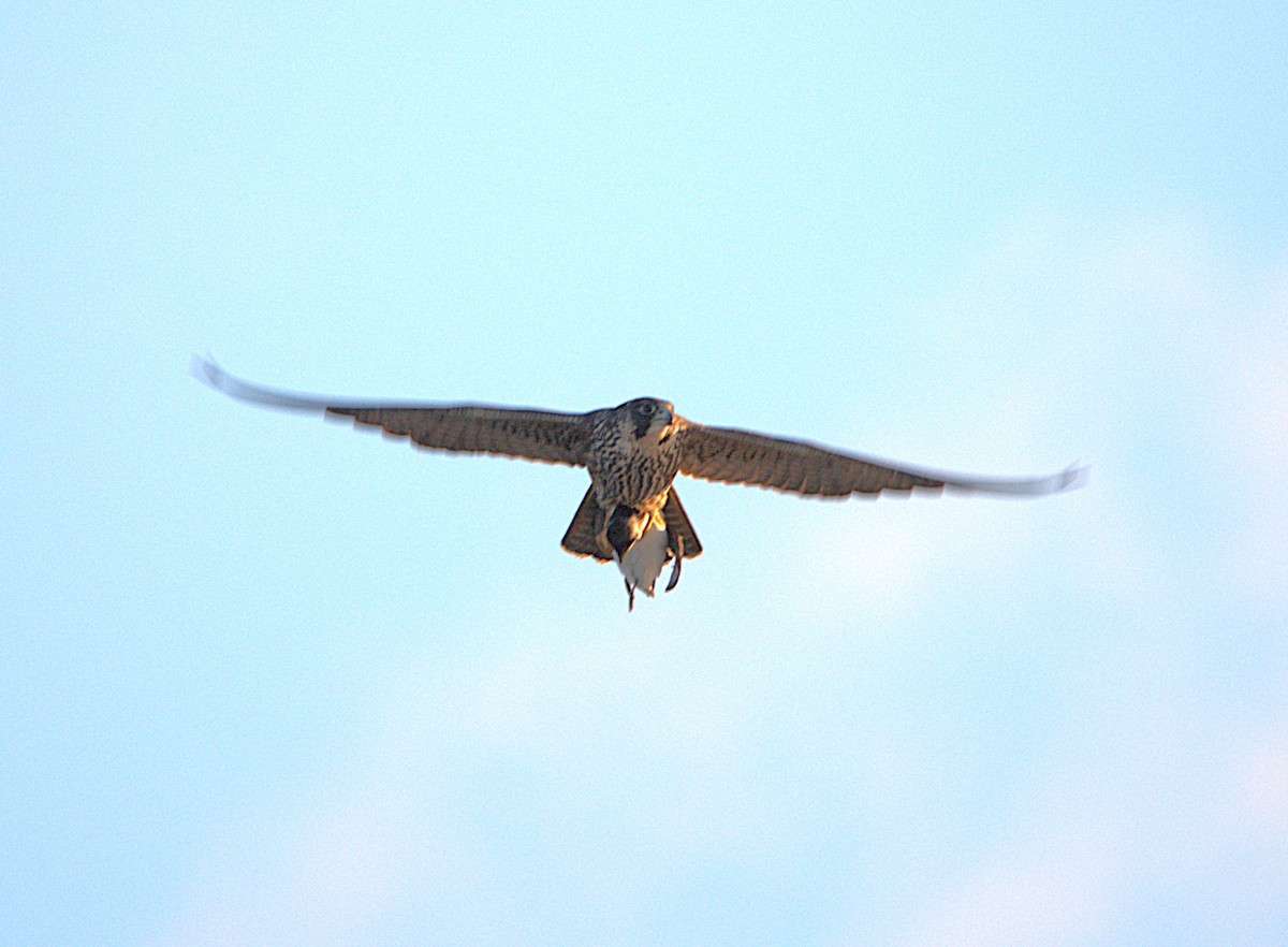 遊隼 - ML646078062