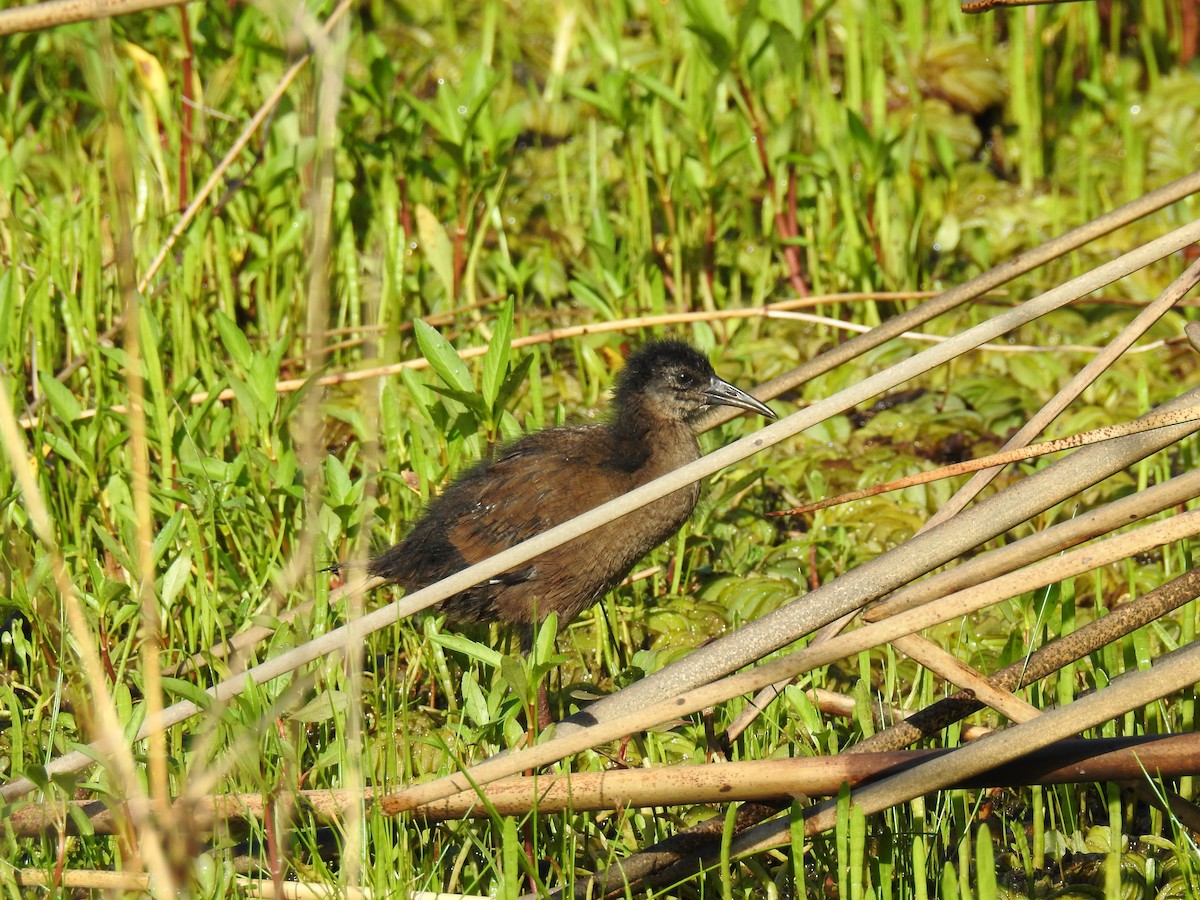 Kurşuni Sukılavuzu - ML646078067