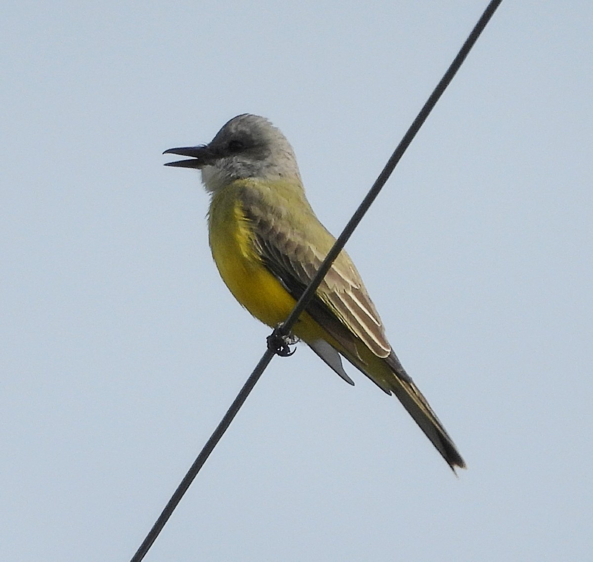 Tropical Kingbird - ML646078070