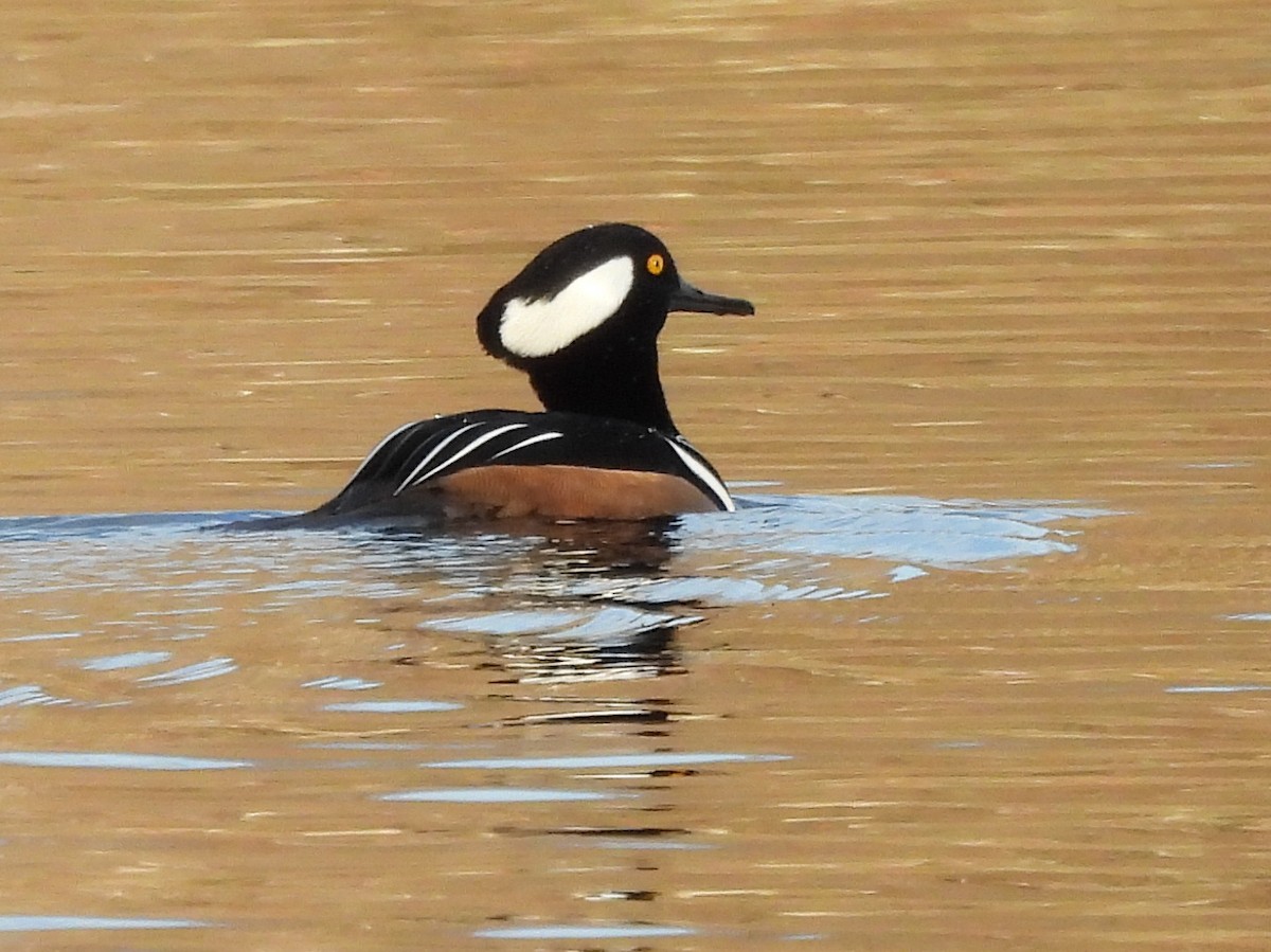 Hooded Merganser - ML646078077