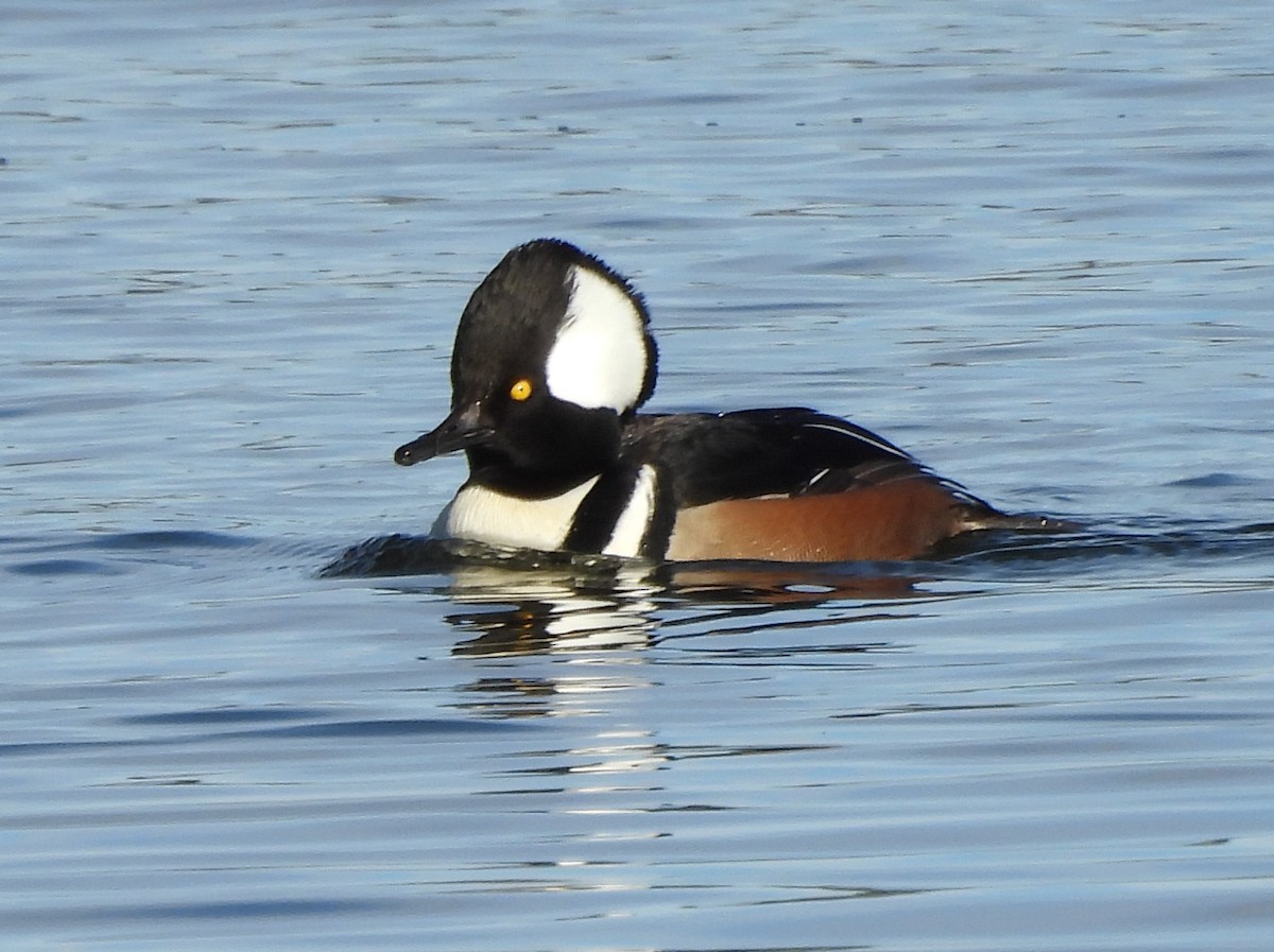 Hooded Merganser - ML646078078
