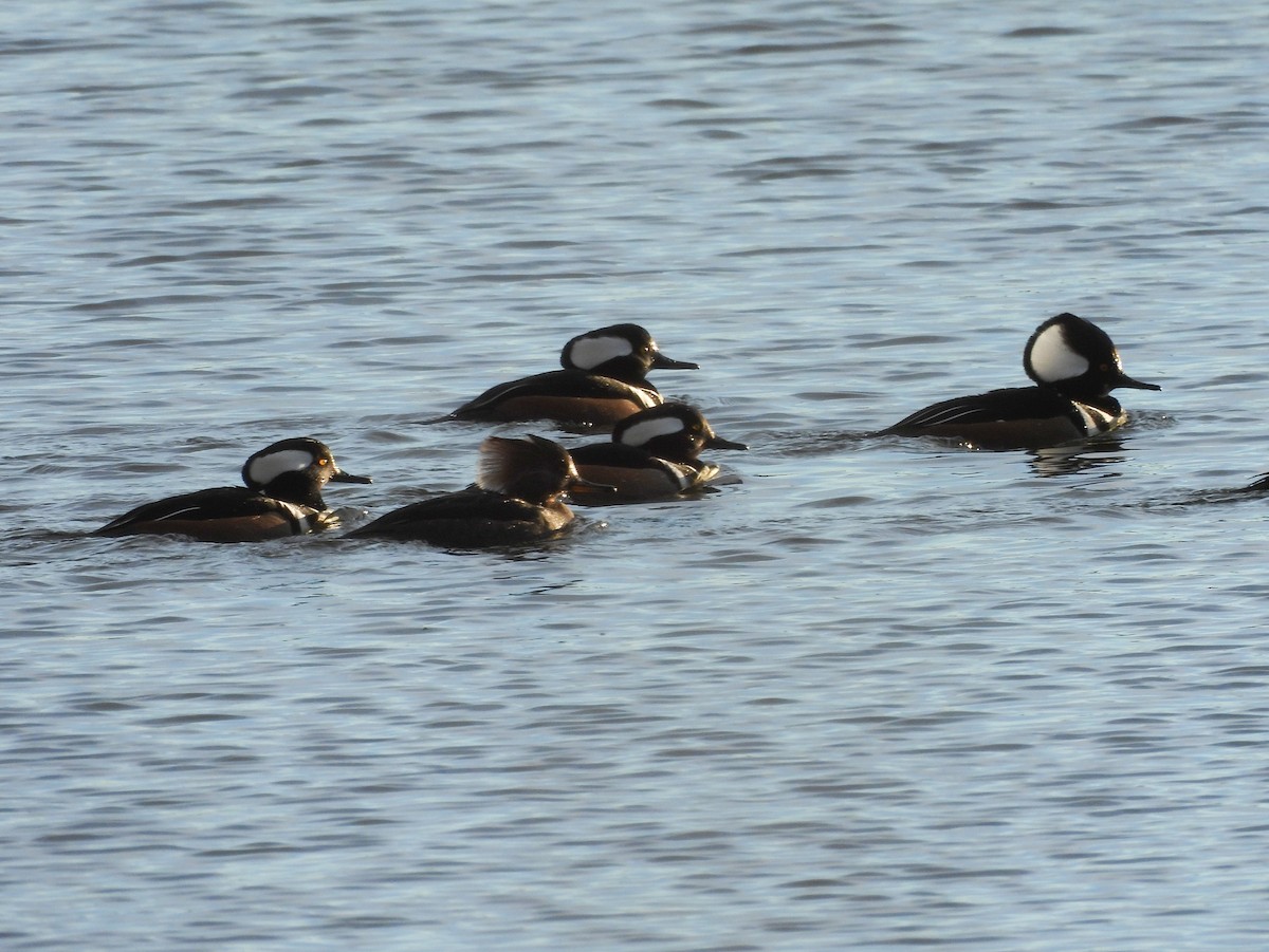 Hooded Merganser - ML646078079