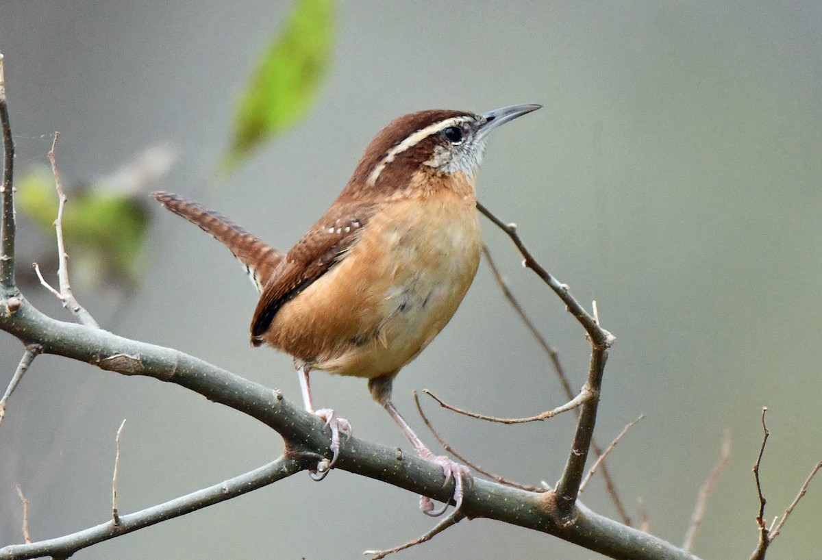 Carolina Wren - ML646078080