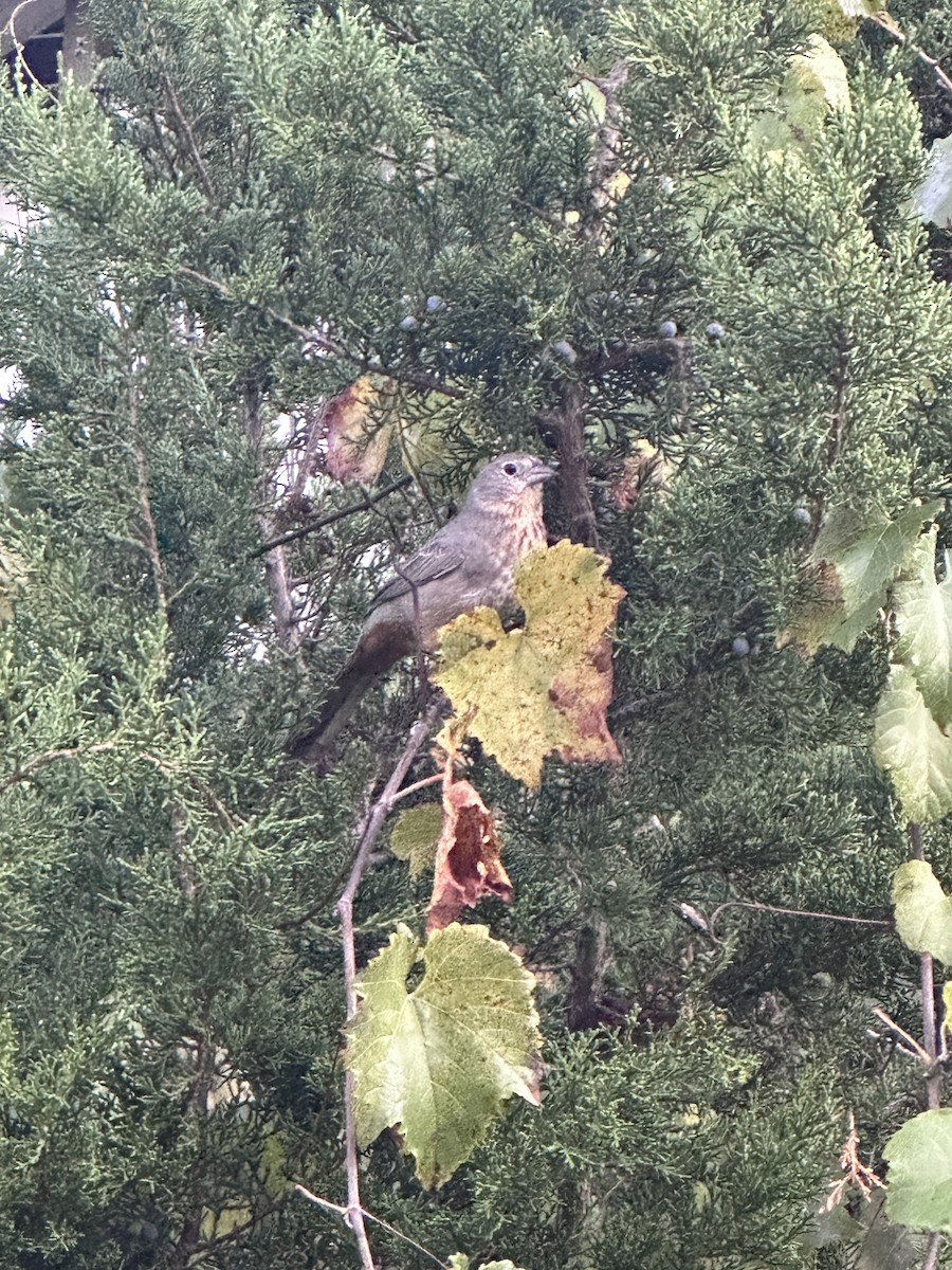Canyon Towhee - ML646078081