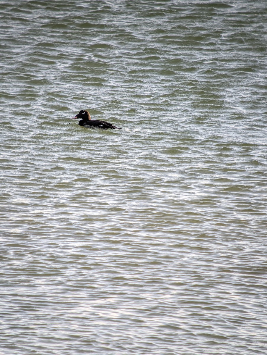 Macreuse à ailes blanches - ML646078086