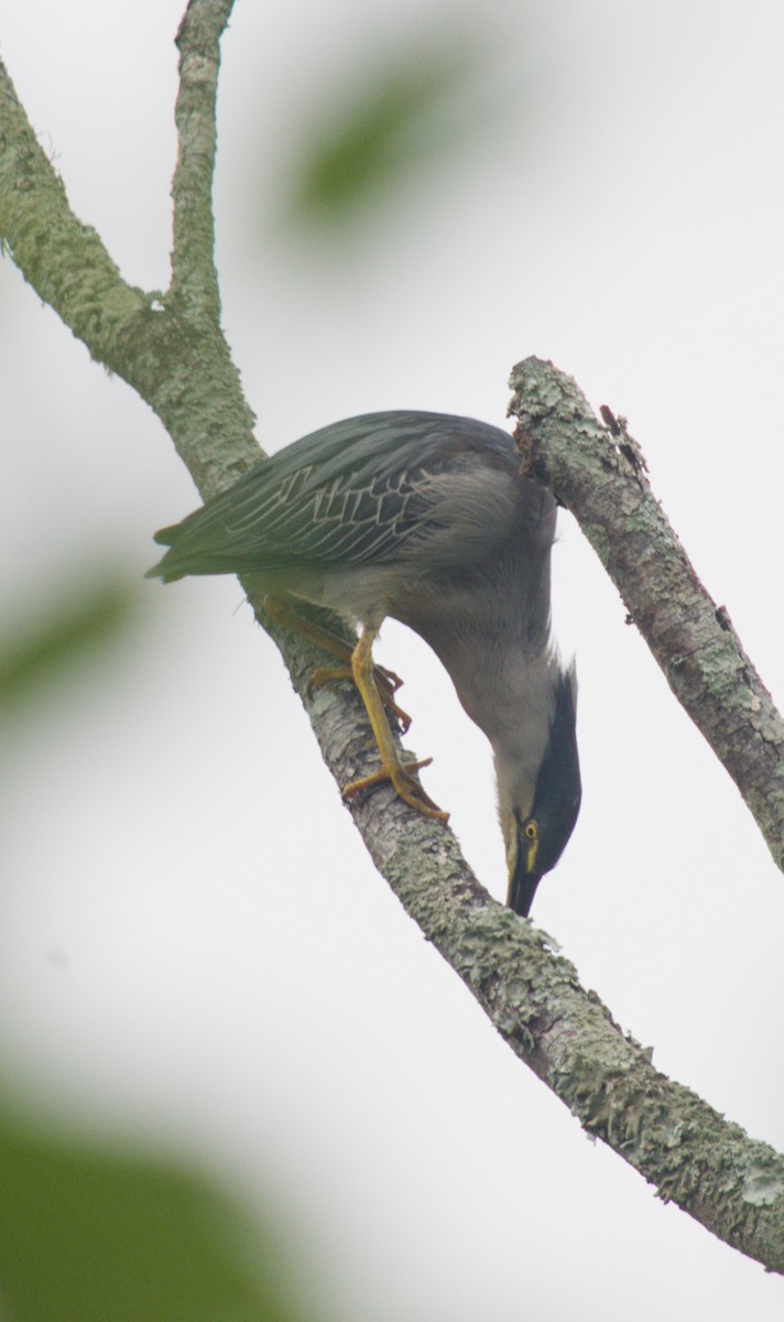 Striated Heron - ML646078087