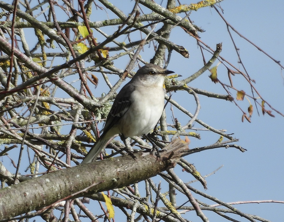 Northern Mockingbird - ML646078088