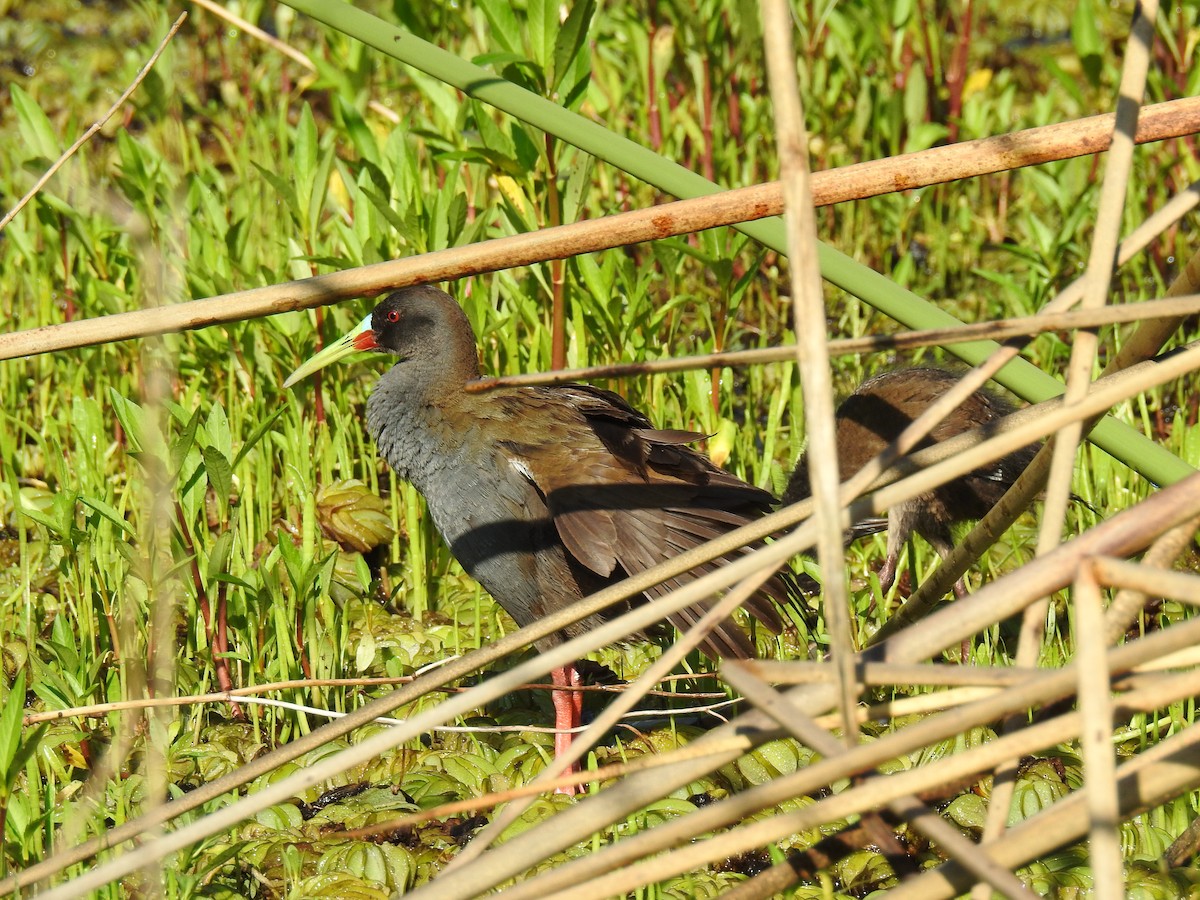 Kurşuni Sukılavuzu - ML646078094