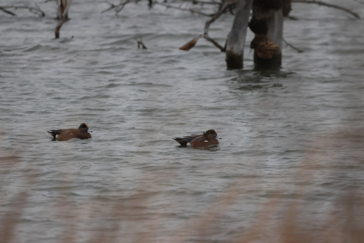 American Wigeon - ML646078099