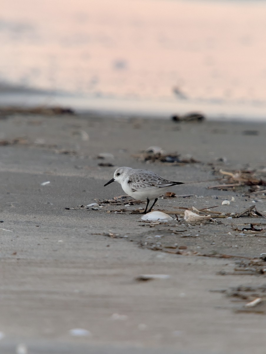 Sanderling - ML646078101