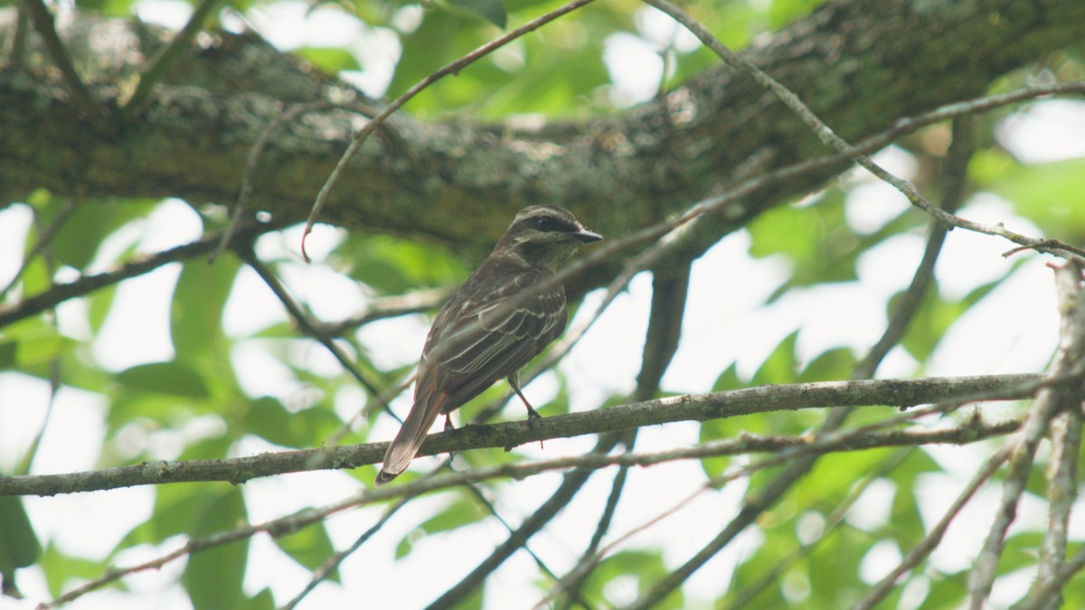 Variegated Flycatcher - ML646078107